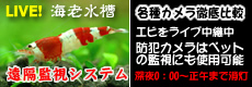 �l�b�g���[�N�J�����@���u�Ď��@�h�ƃJ�����@�Ď��J����
